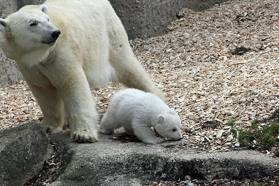 Eisbärenbaby München - erster Ausflug des Eisbären-Mädchens ins Eisbärengehege am 24.02.2017 (©Foto: Marikka-Laila Maisel)